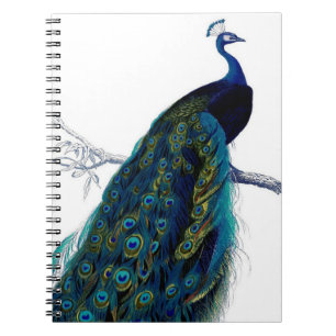 Vintage Blue Elegant Colorful Peacock Notebook