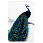 Vintage Blue Elegant Colourful Peacock