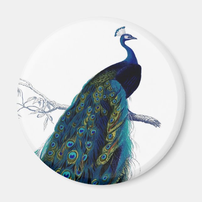 Vintage Blue Elegant Colourful Peacock Magnet (Front)