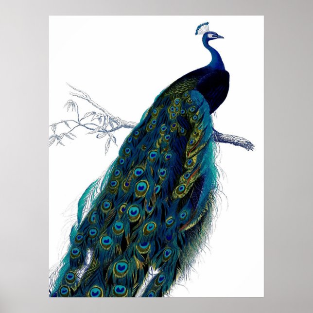 Vintage Blue Elegant Colourful Peacock Poster (Front)