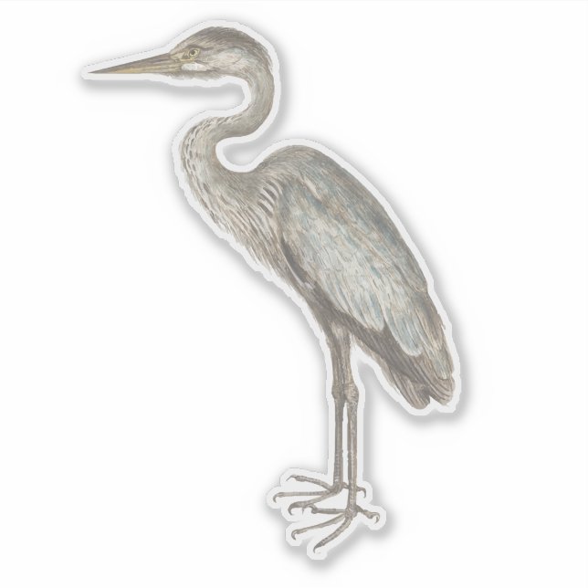 Vintage Blue Heron bird illustration (Front)