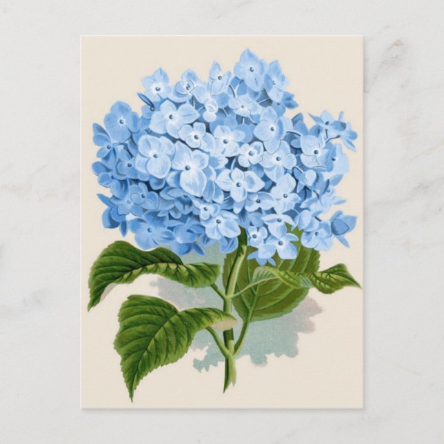 Vintage Blue Hydrangea Postcard (Front)