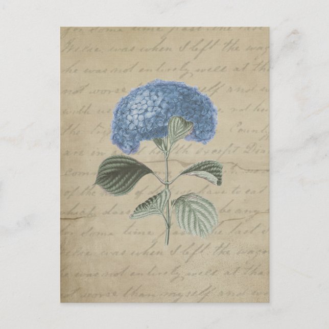 Vintage Blue Hydrangea with Antique Calligraphy Postcard (Front)
