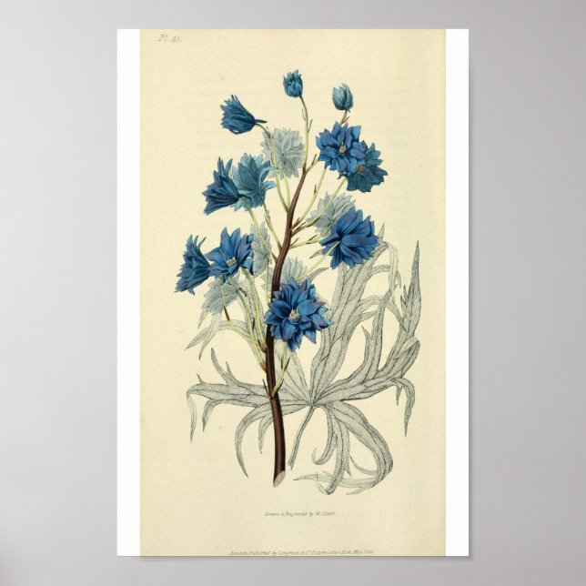 Vintage Blue Larkspur Flower Poster (Front)