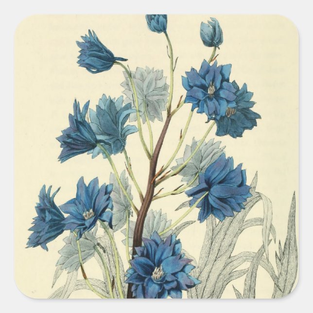 Vintage Blue Larkspur Flower Square Sticker (Front)