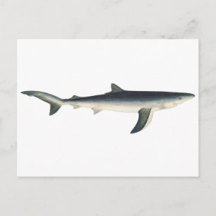 Vintage Blue Shark, Aquatic Ocean Marine Life Postcard