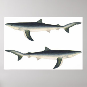 Vintage Blue Shark, Aquatic Ocean Marine Life Poster