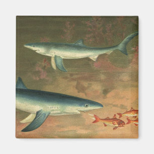 Vintage Blue Shark Eating Fish, Marine Life Magnet