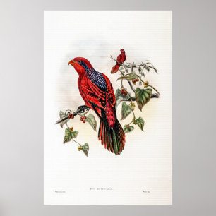 Vintage Blue streaked Lory by John Gould Poster