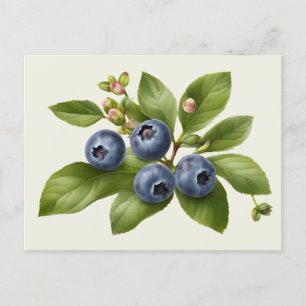 Vintage Blueberry Fruit Illustration Postcard