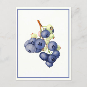 Vintage Blueberry Watercolor Botanical Postcard