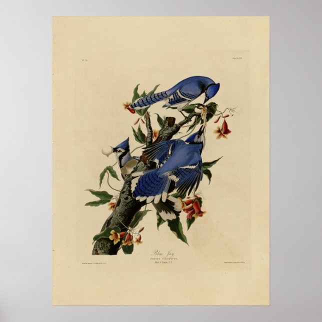 Vintage Bluebird Painting Poster (Front)