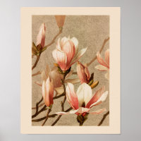 Vintage Blush Magnolias