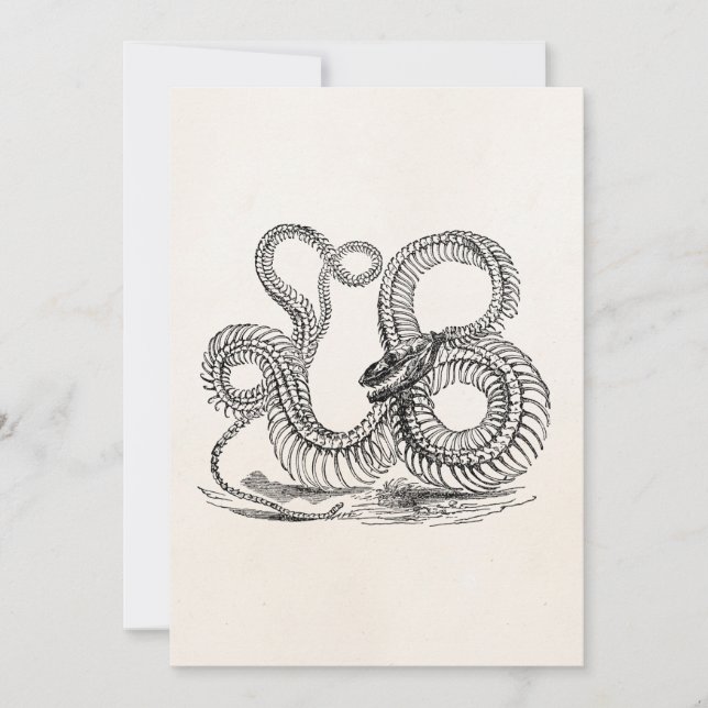 Vintage Boa Snake Skeleton Modèle personnalisé (Devant)