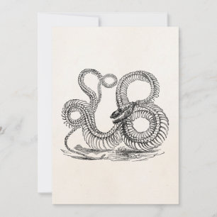 Vintage Boa Snake Skeleton Modèle personnalisé