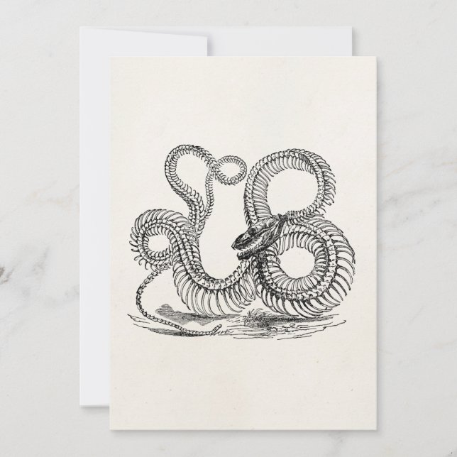 Vintage Boa Snake Skeleton Personalized Template (Front)