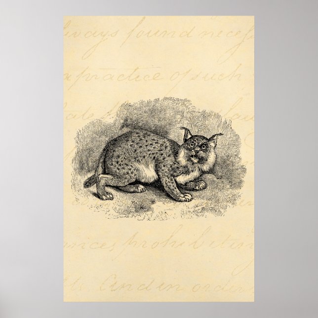 Vintage Bobcat 1800s Bob Cat Lynx Illustration Poster (Front)