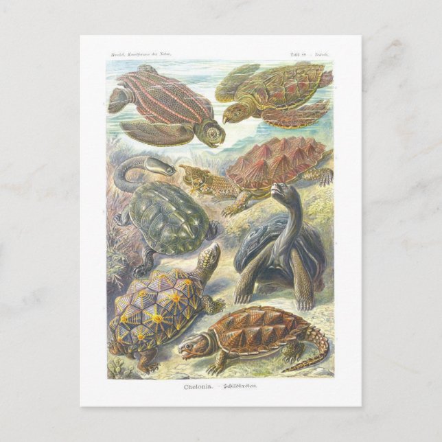 Vintage Book Illustration Turtles and Tortoises Postcard (Front)