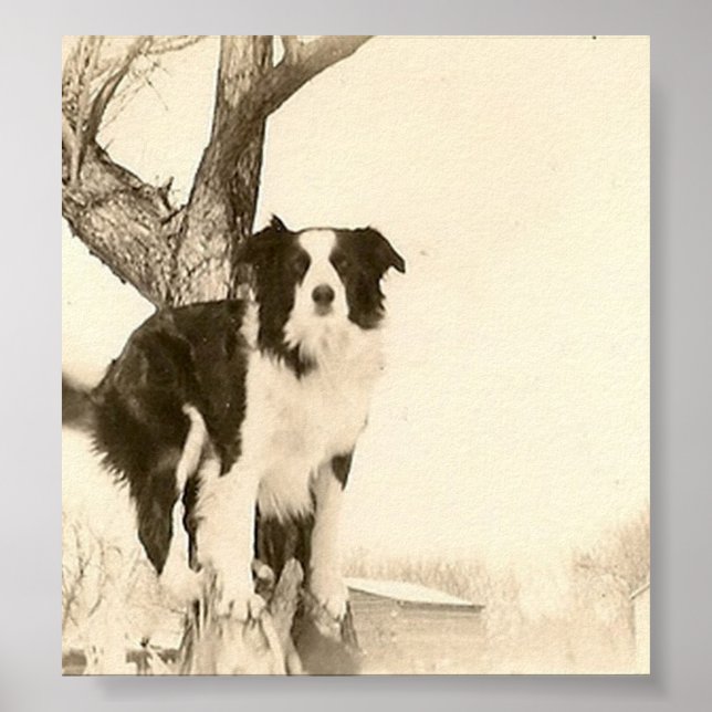 Vintage Border Collie Poster (Front)