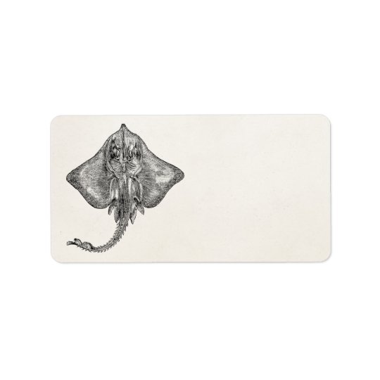 Vintage Bordered Ray Stingray - Aquatic Template