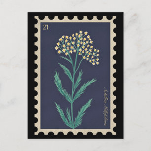 Vintage Botanical Achillea millefolium Flora  Postcard