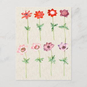 Vintage Botanical Anemone Illustration Postcard