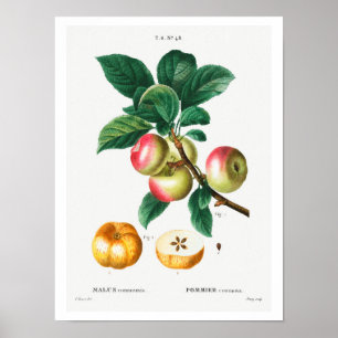 VINTAGE BOTANICAL APPLES REDOUTÉ POSTER