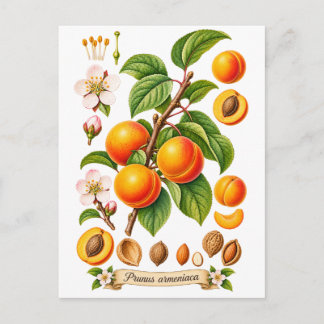 Vintage Botanical Apricot Illustration Postcard