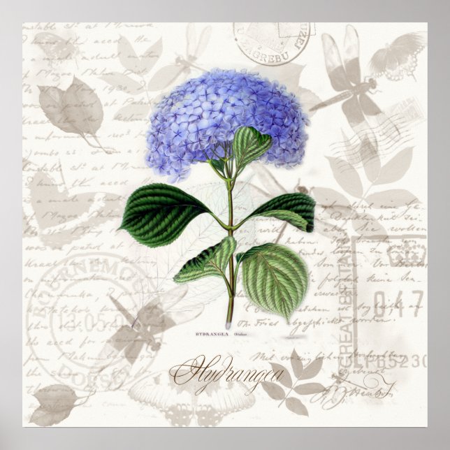 Vintage botanical art prints Heirloom Hydrangea (Front)