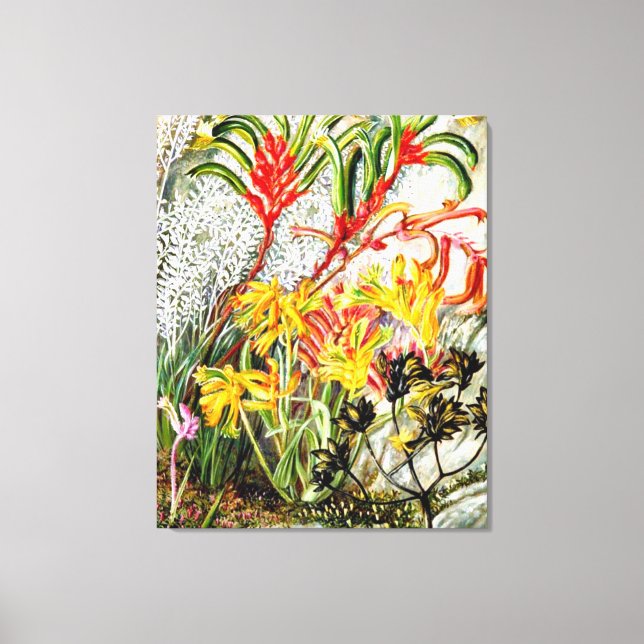 Vintage botanical art, West Australian flowers Canvas Print (Front)
