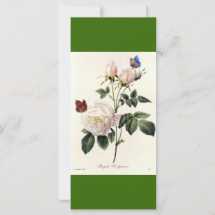 Vintage botanical art white rose flowers bookmark