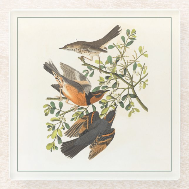 Vintage Botanical Bird Illustration Glass Coaster (Front)