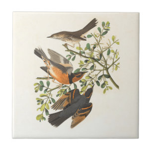 Vintage Botanical Bird Illustration Tile