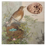 Vintage Botanical Bird Nest Robins Egg Blue Floral Tile<br><div class="desc">"Vintage Botanical Bird Nest Robins Egg Blue Floral Ephemera ceramic tile." An exquisitely detailed tile that was created out of a larger scale collage of botanical birds, nests, eggs, leaf foliage greenery, trees and script calligraphy with typography advertisements. Soft white and grey wooden background finishes off the composition. Graphically designed,...</div>