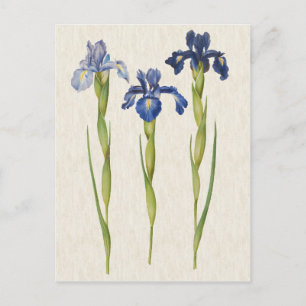 Vintage Botanical Blue Iris Illustration Postcard