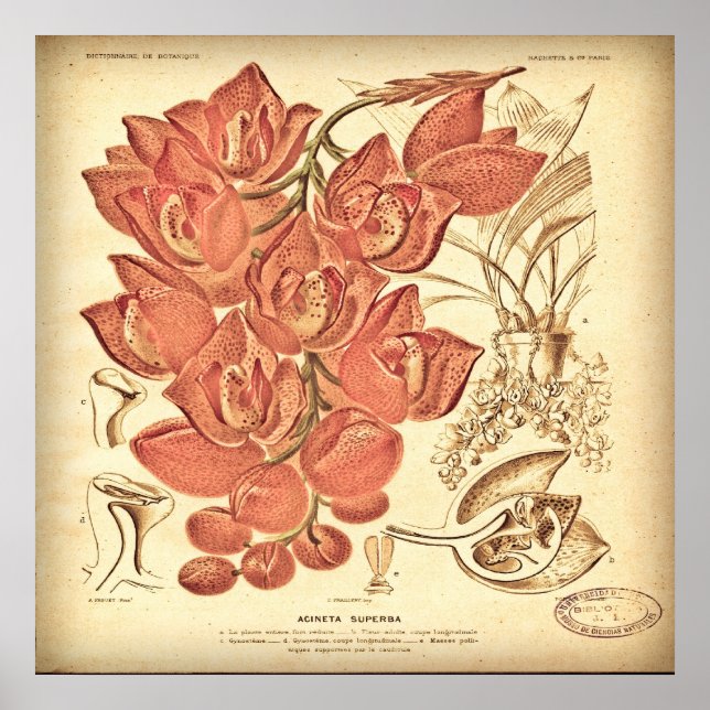Vintage Botanical Canvas. Poster (Front)