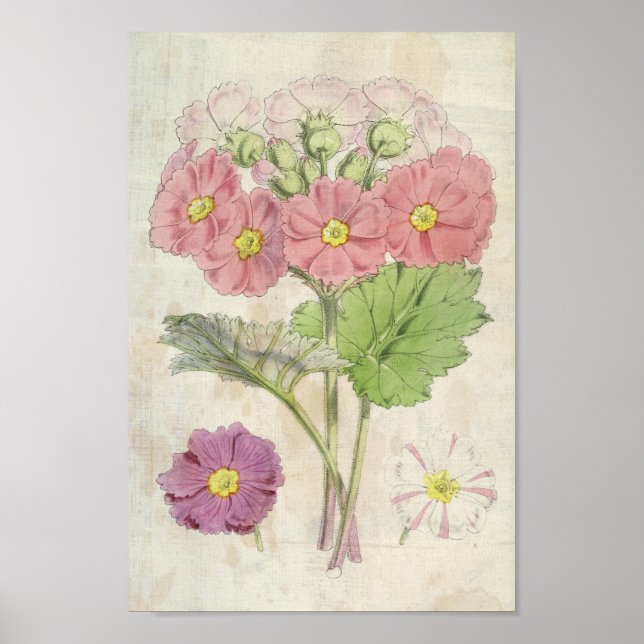 Vintage Botanical Carmine Chinese Primrose Poster (Front)