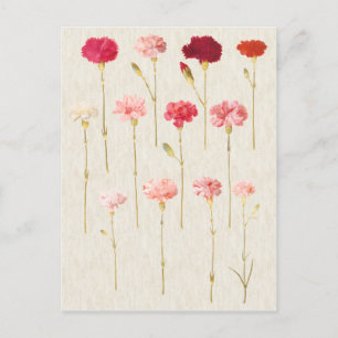 Vintage Botanical Carnations Illustration Postcard