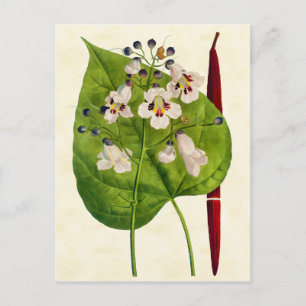 Vintage Botanical Catalpa Tree Illustration Postcard