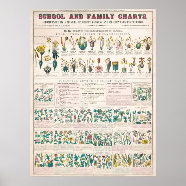 Vintage Botanical Chart (Front)