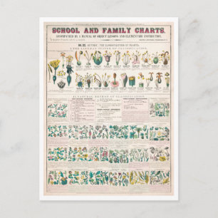 Vintage Botanical Chart: Classification of Plants  Postcard
