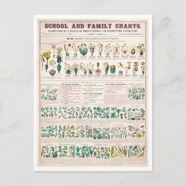 Vintage Botanical Chart: Classification of Plants  Postcard (Front)
