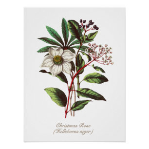 Vintage Botanical Christmas Rose Flower Bouquet Po Poster