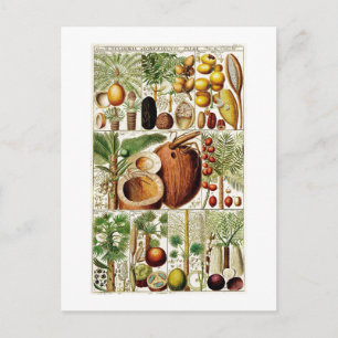 VINTAGE BOTANICAL COLLECTION COCONUT POSTCARD