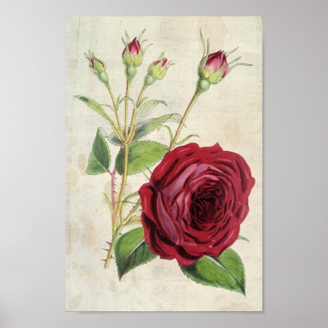 Vintage Botanical Comte de Falloux Rose Poster (Front)