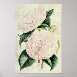 Vintage Botanical Countess of Derby Camellia Poster