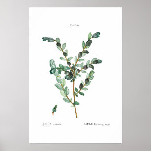 VINTAGE BOTANICAL "CREEPING WILLOW" REDOUTÉ POSTER