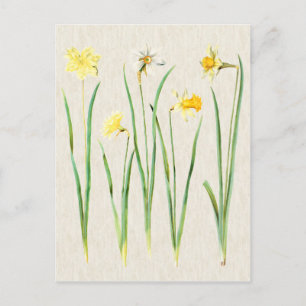 Vintage Botanical Daffodils Illustration Postcard