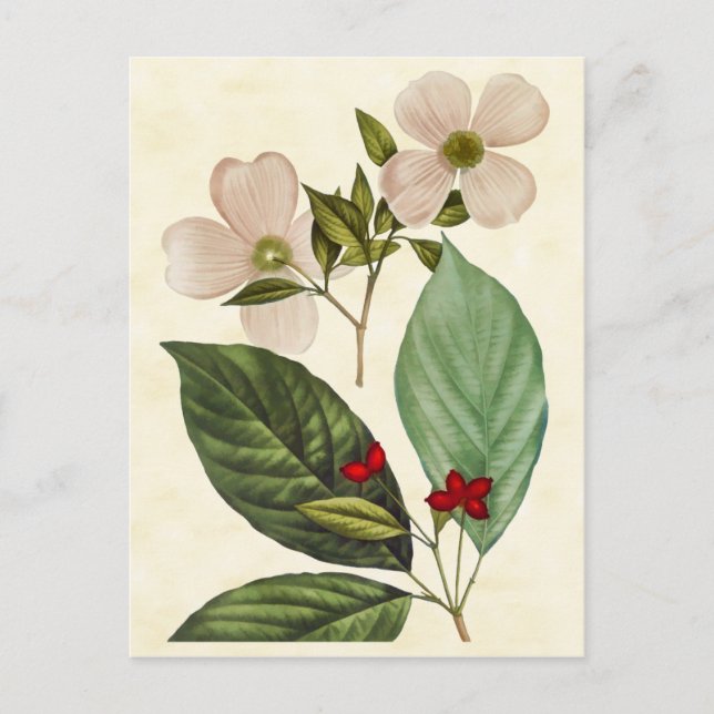 Vintage Botanical Dogwood Tree Illustration Postcard (Front)