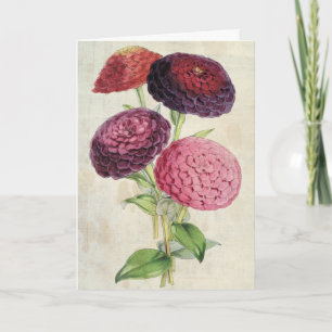 Vintage Botanical Double-Flowered Purple Zinnia Card